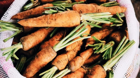 carottes dans un panier